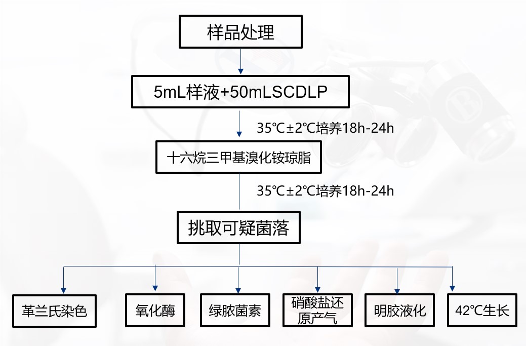 一次性卫生用品之绿脓杆菌检测